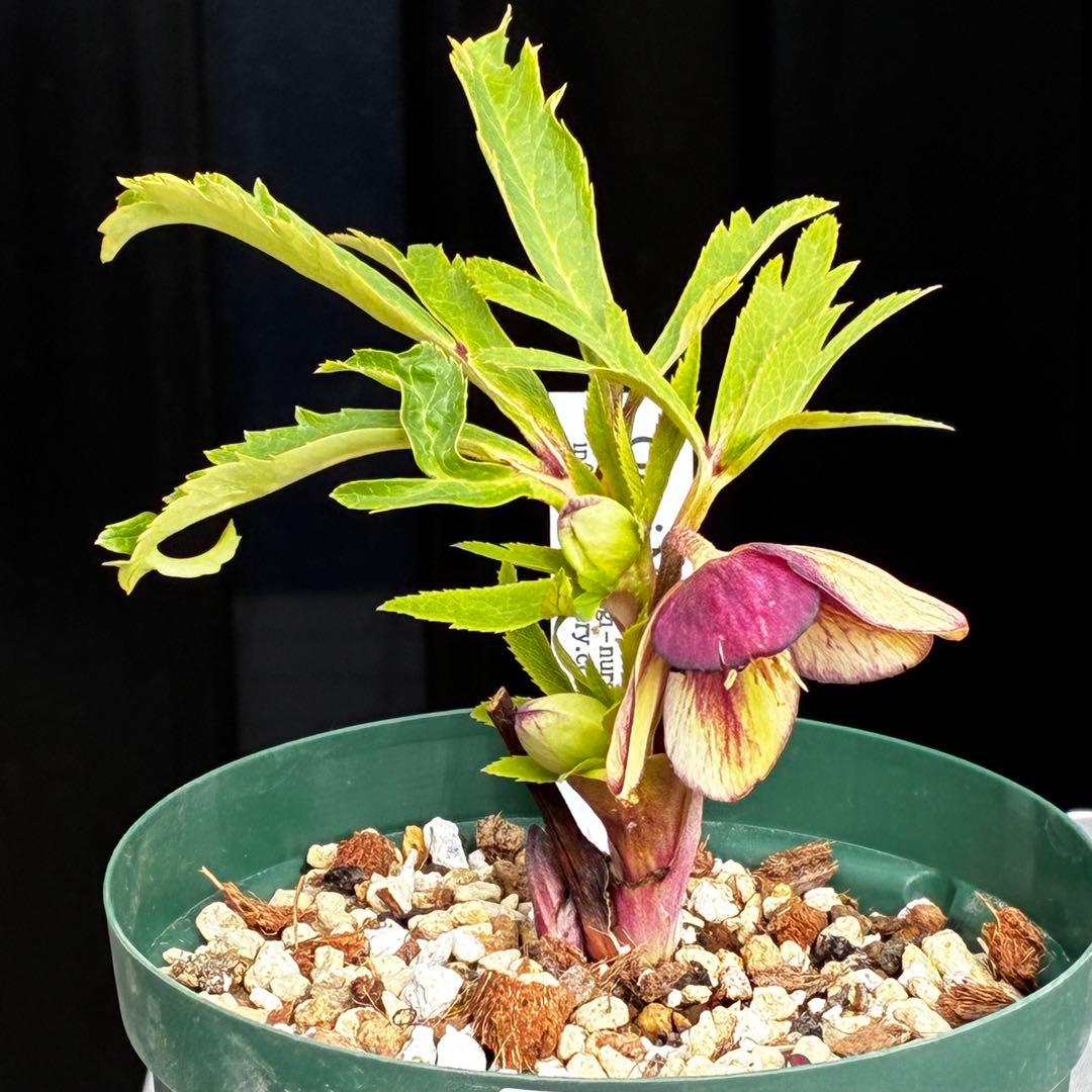 n*1様 3495☘️蕾花タグ付☘️SD⭐️トルカータスボスニアHYB⭐️￼超小