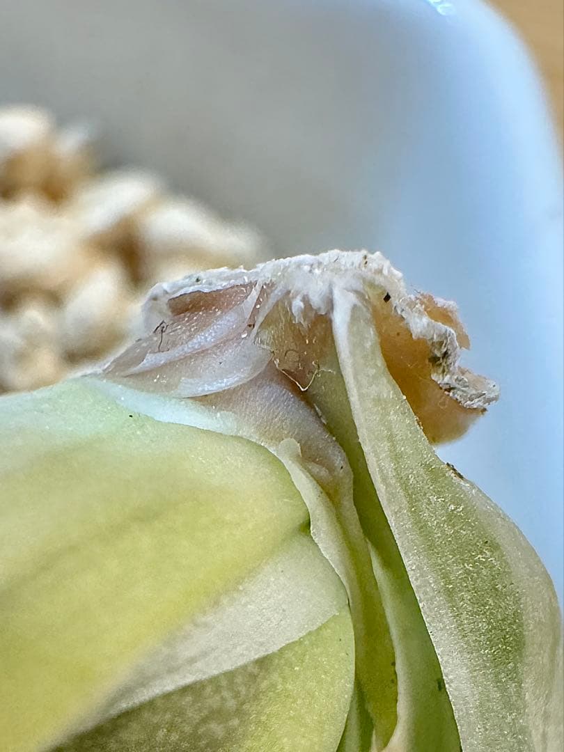 ハオルチア　白蛇伝　カキ仔　発根済み