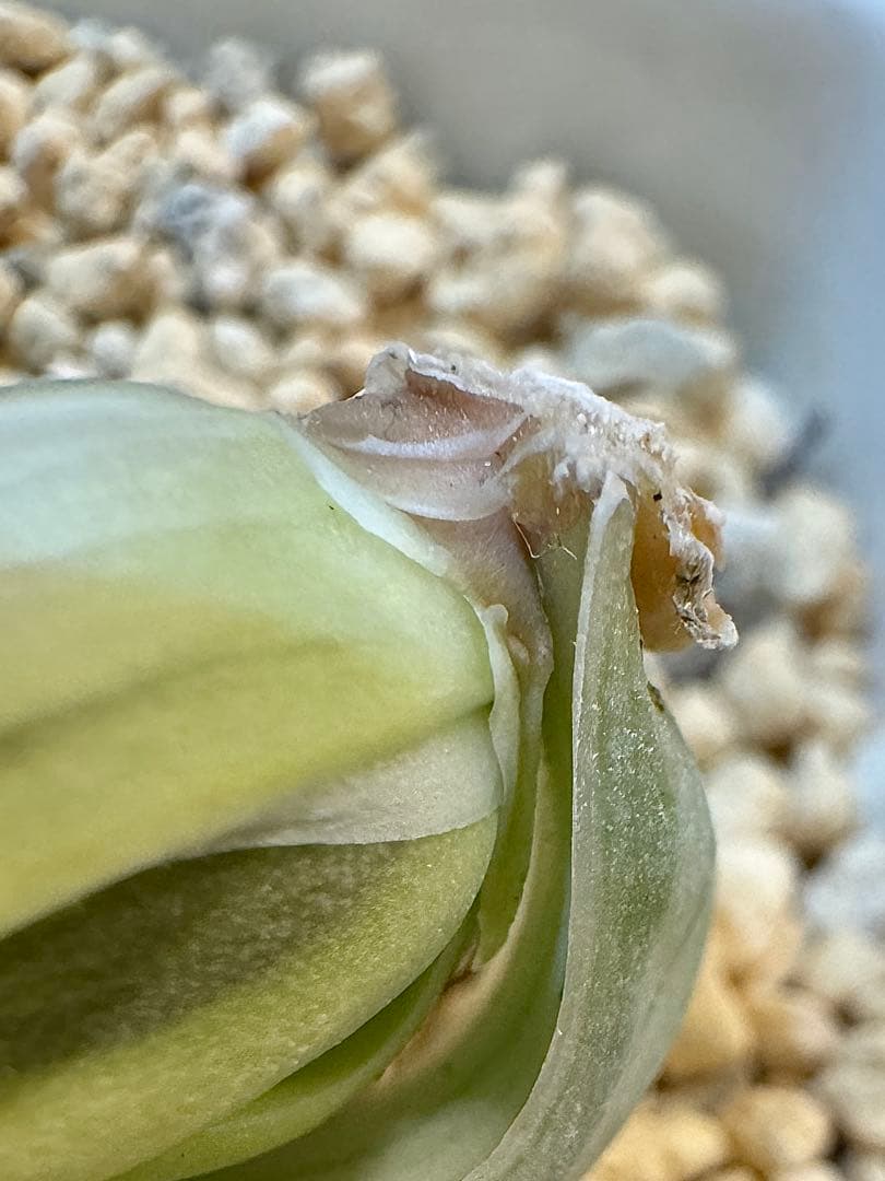 ハオルチア　白蛇伝　カキ仔　発根済み