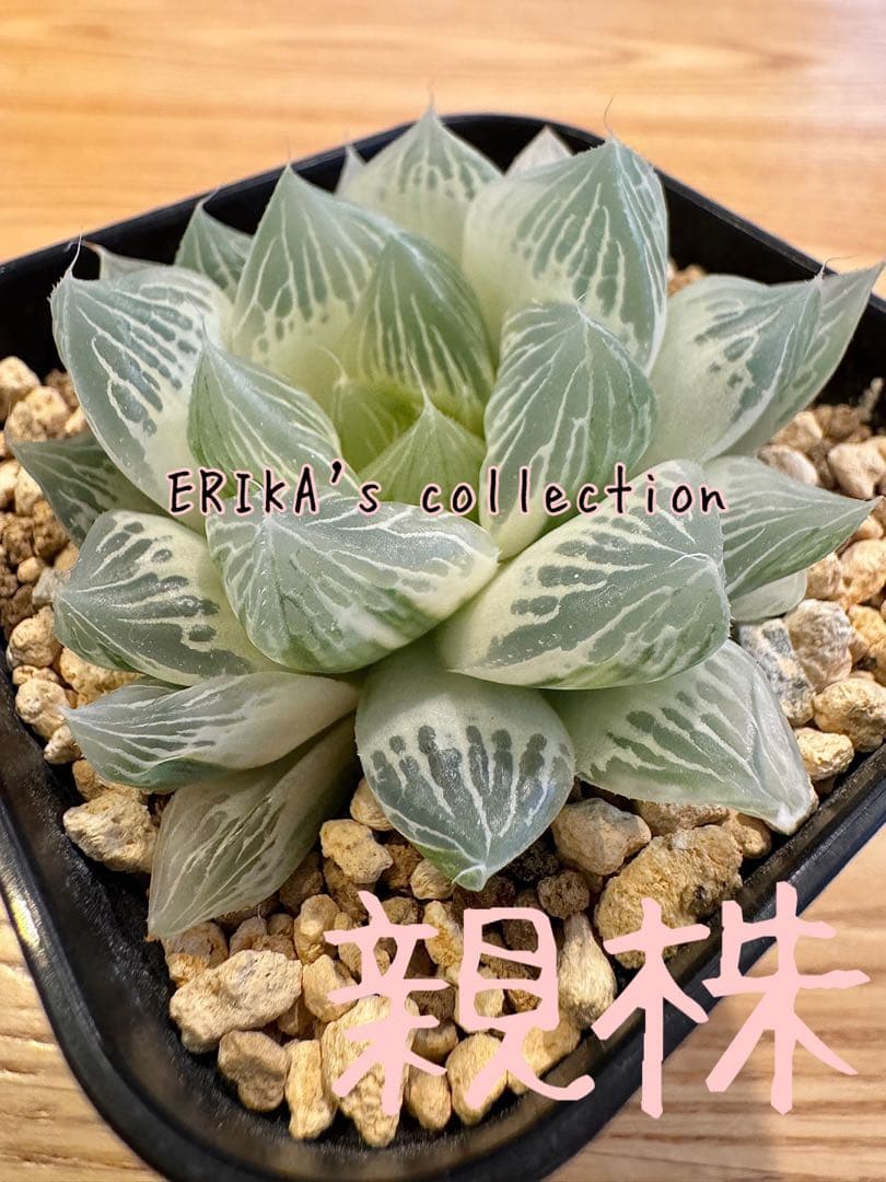 ハオルチア　白蛇伝　カキ仔　発根済み