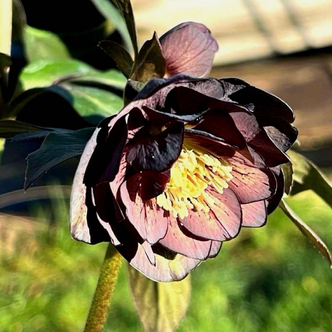 の*ん様 ☘️極上☘️蕾付き☘️タグ付き☘️3385⭐️TINKERBELL H