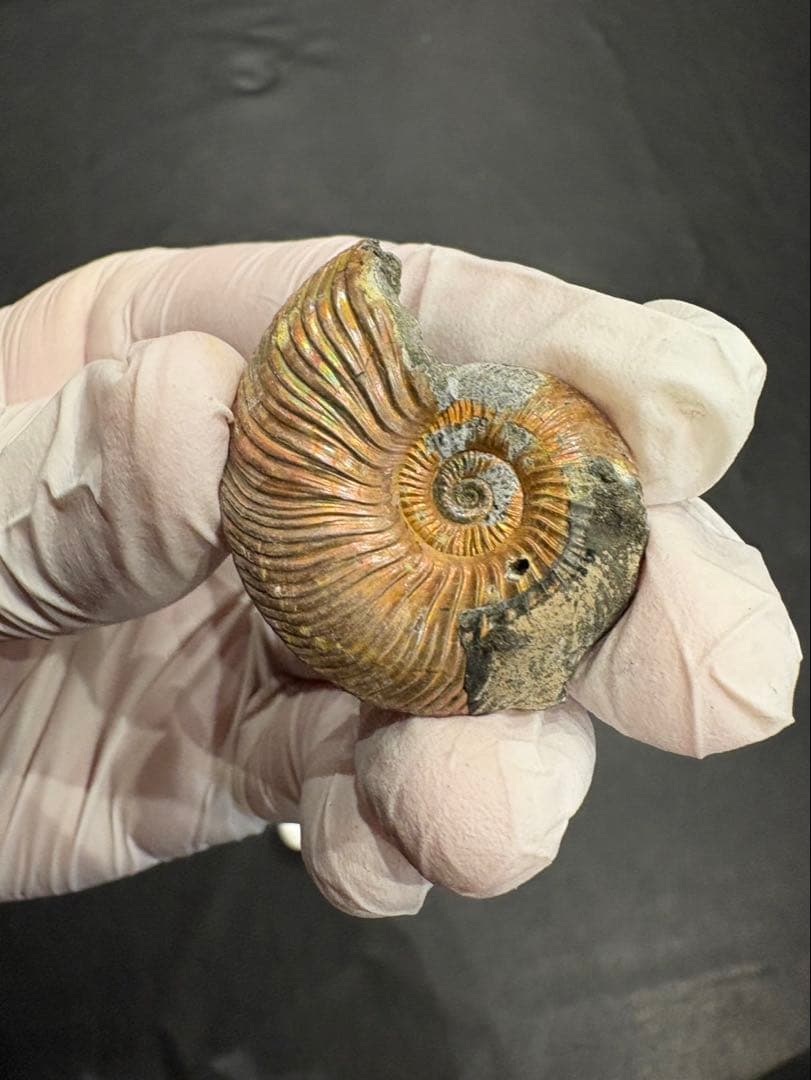 化石　クエンステッドセラス　アンモナイト　まとめ9つ