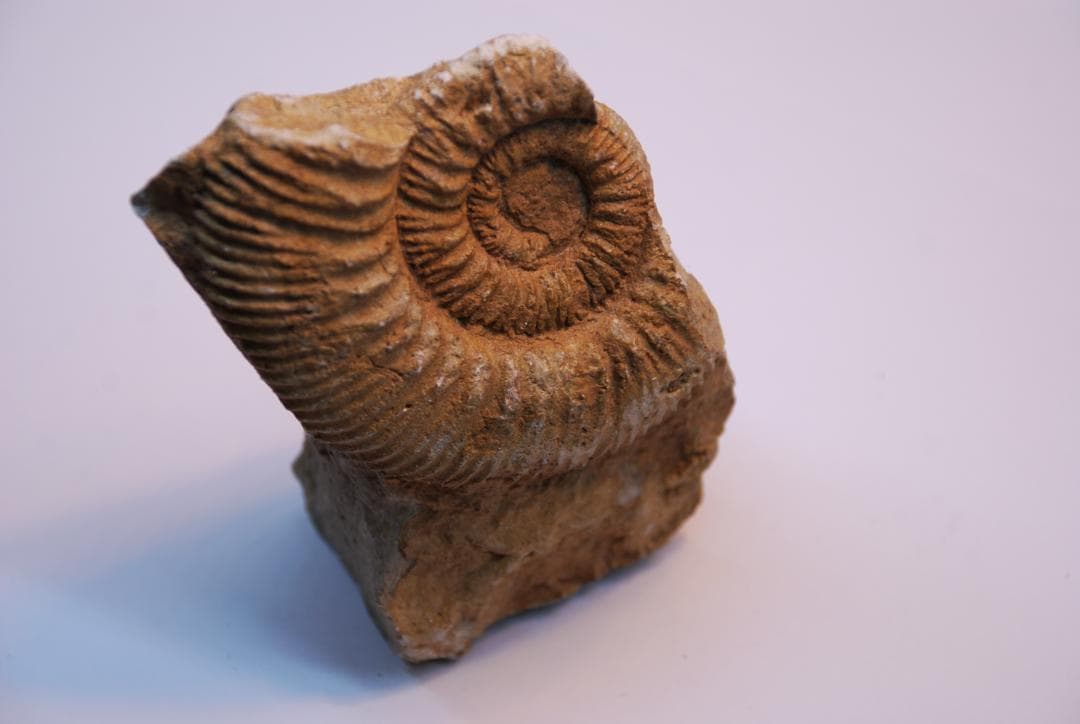 アンモナイトの化石 ベルギーで入手 a010-420(yh)