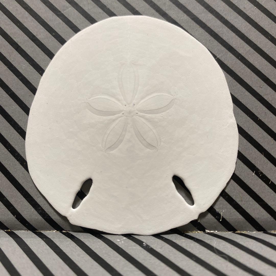 フタツアナスカシカシパン♡ブンブク♡ウニ殻♡標本