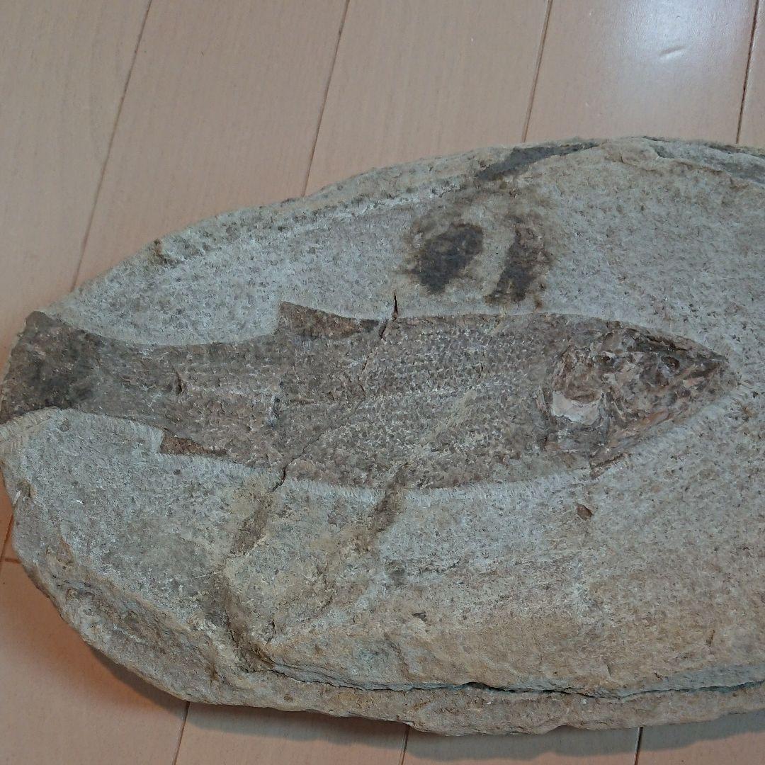 魚の化石