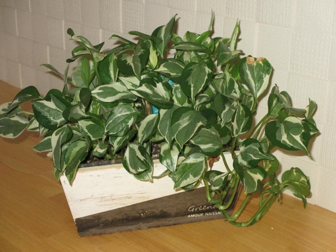 美品・付属品一式 / CANON　IXY 600 F / 動作確認済み