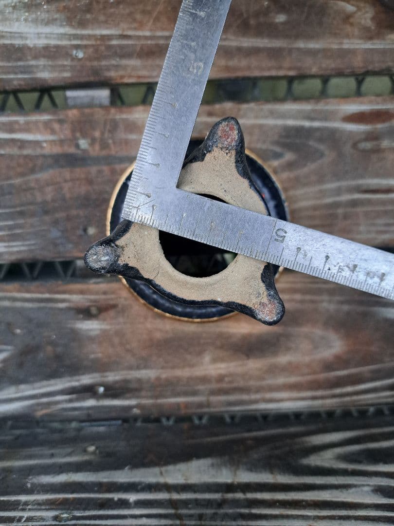 錦鉢　万年青　オモト　おもと　長生蘭　伝統園芸　植物　風蘭　富貴蘭　古典　着生蘭