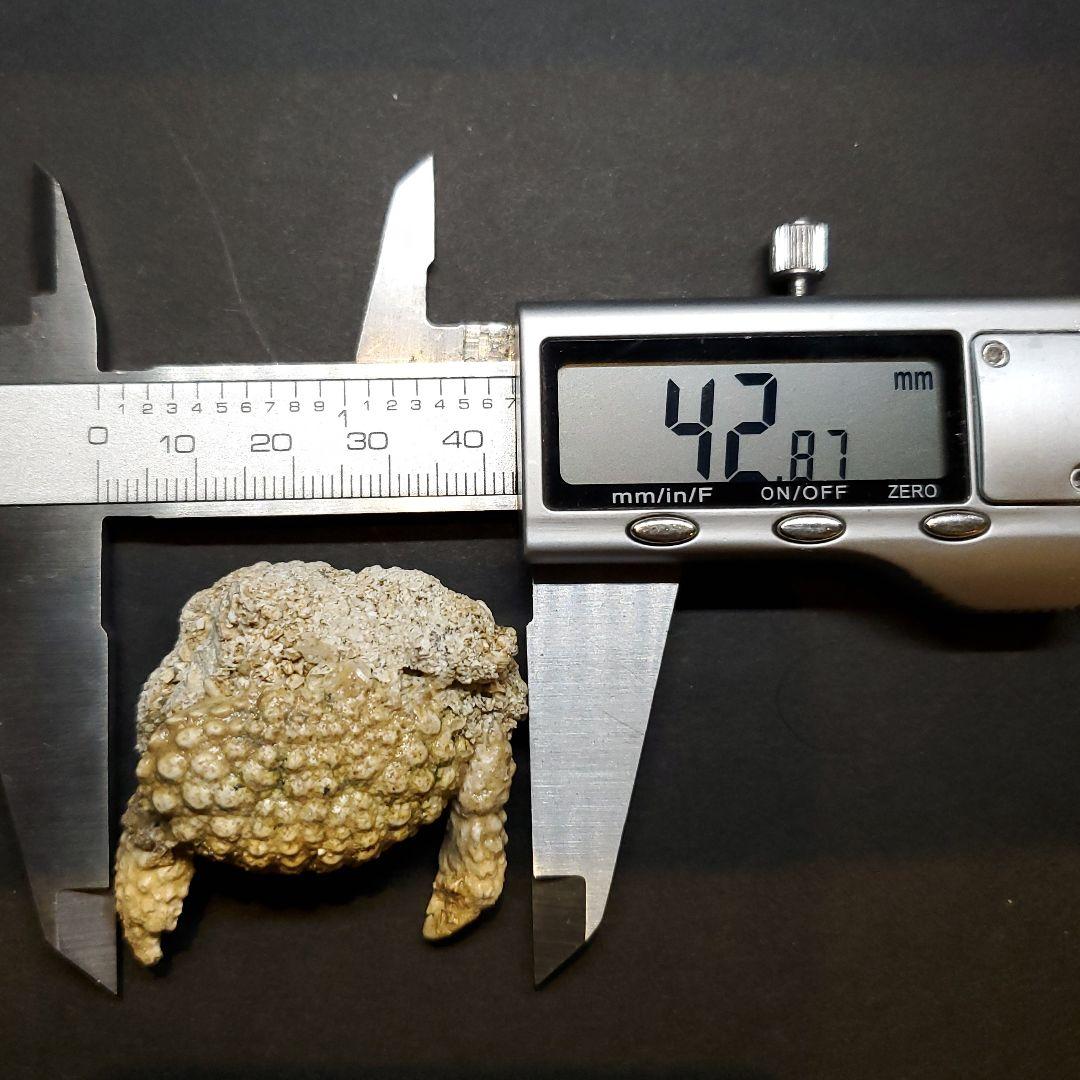 美品 カニ 歯 本物  化石 恐竜 産 42.87mm fcr1