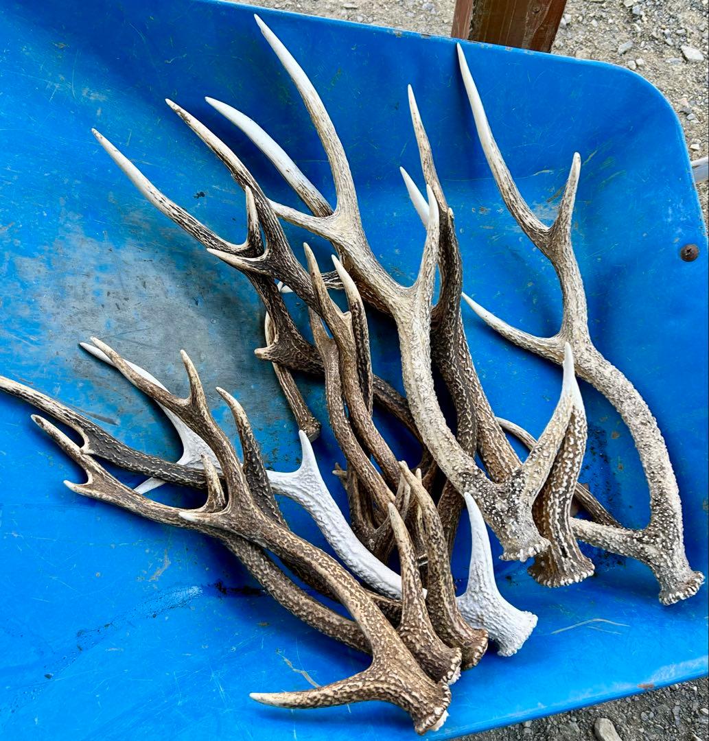 鹿の角 14本(1本ごとの長さあり)まとめ