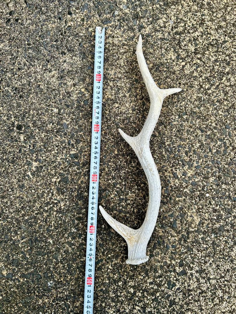 鹿の角 14本(1本ごとの長さあり)まとめ