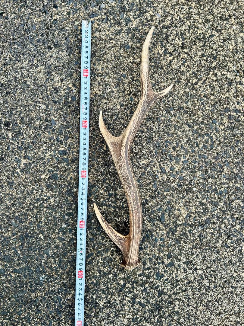 鹿の角 14本(1本ごとの長さあり)まとめ