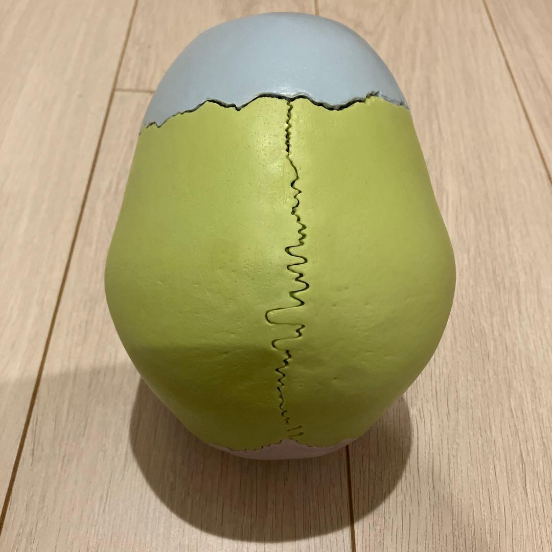 3B 頭蓋骨模型　 22分解可能 カラー　パンフレット付き