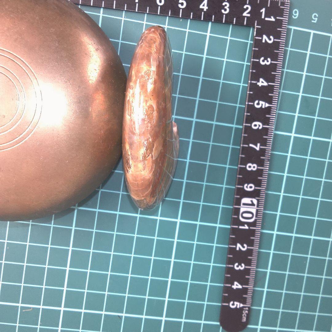 小物１ アンモナイトの化石