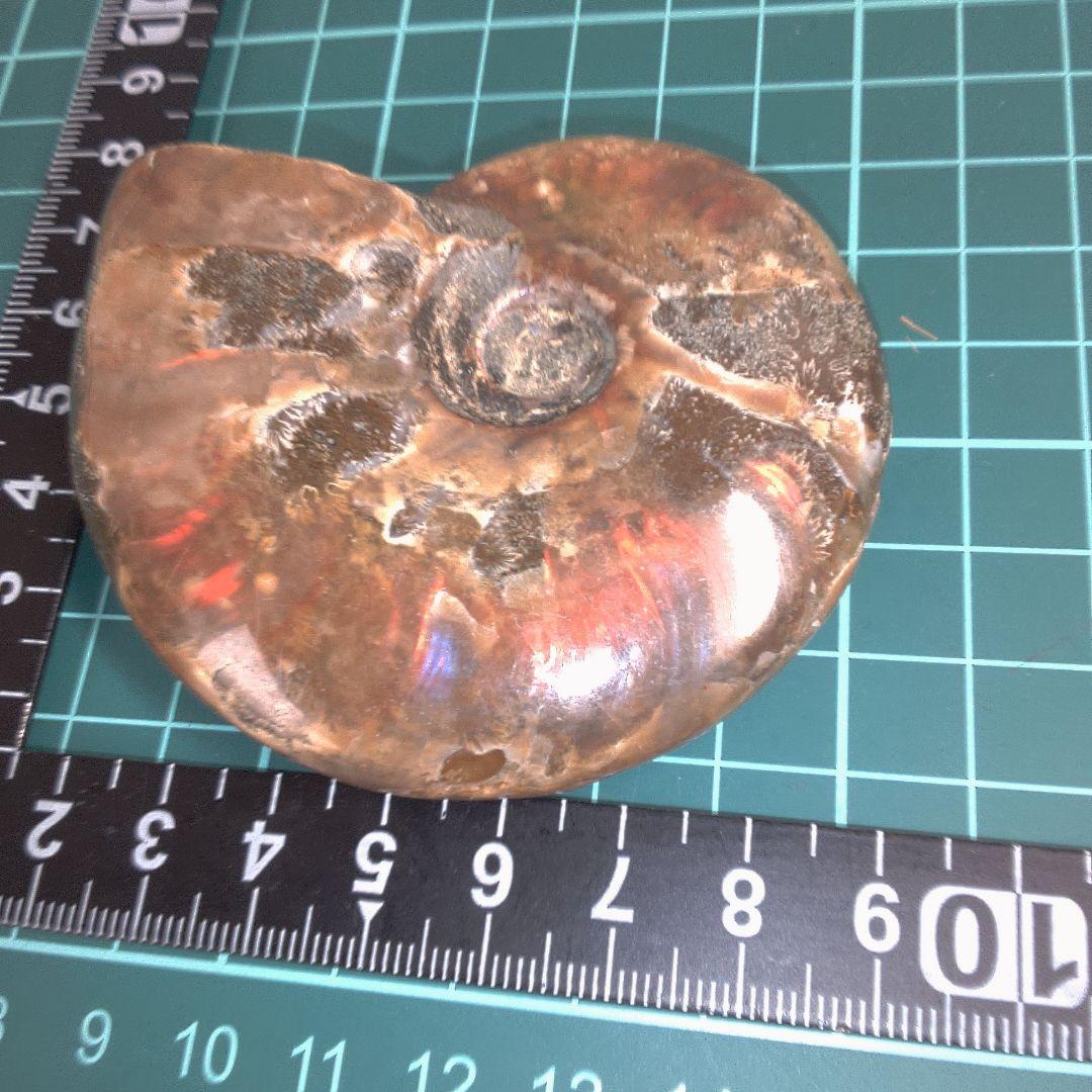 小物１ アンモナイトの化石