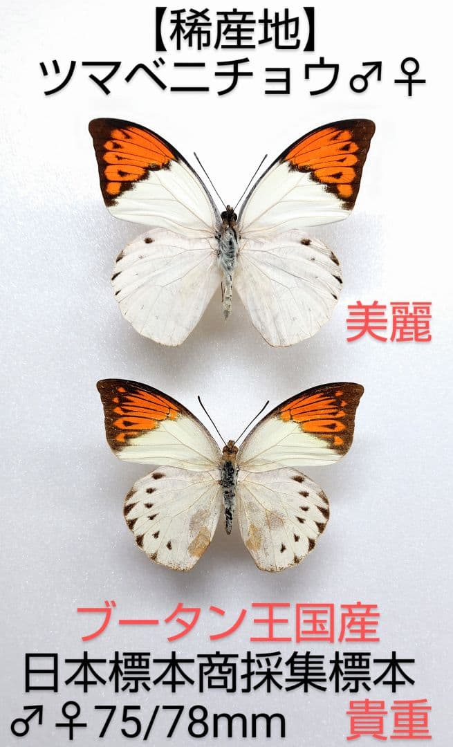 【稀産地】ツマベニチョウ♂♀ 標本★ブータン産★ 75/78mm入手困難地域貴重