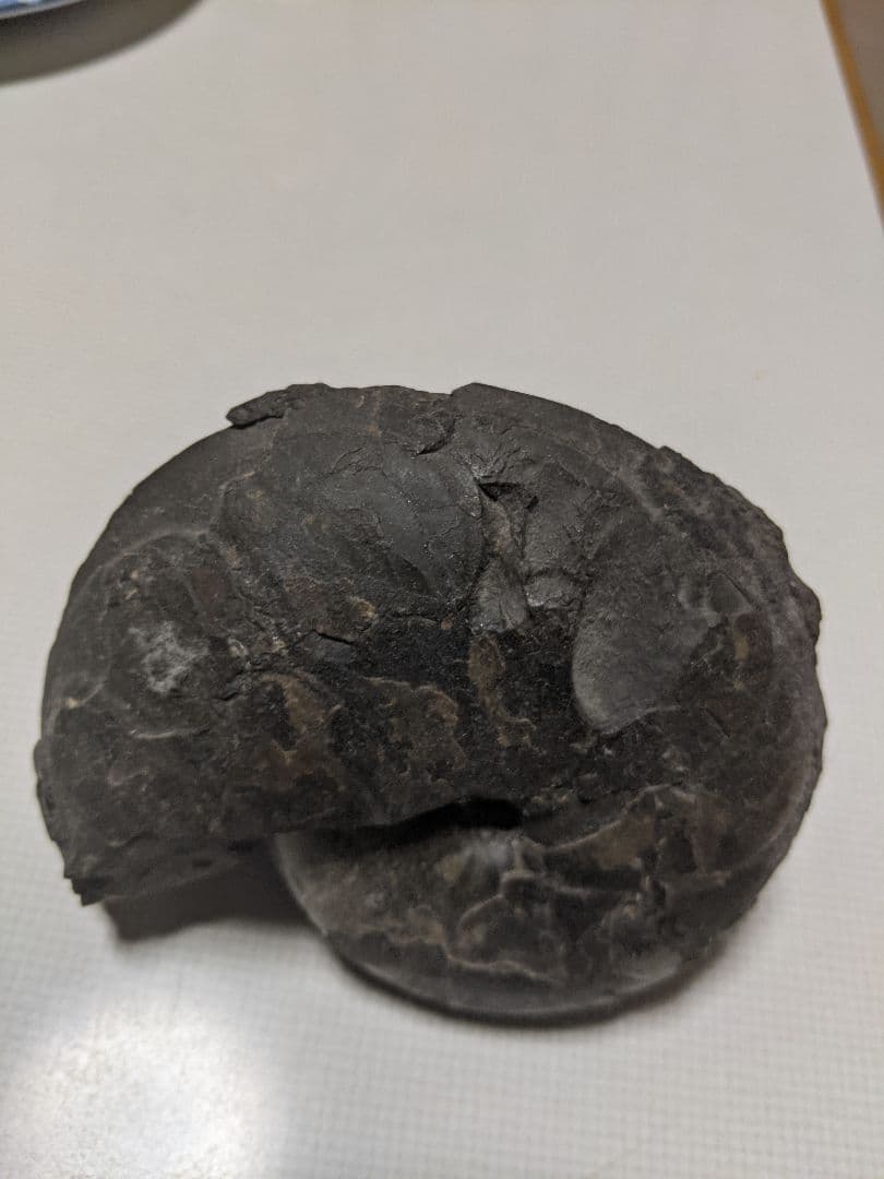 アンモナイトの化石