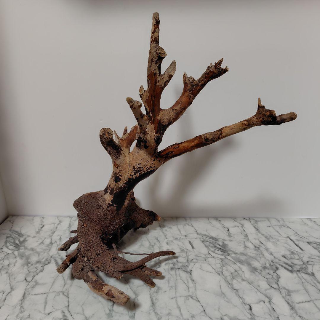 アク抜き済み流木【884】セール