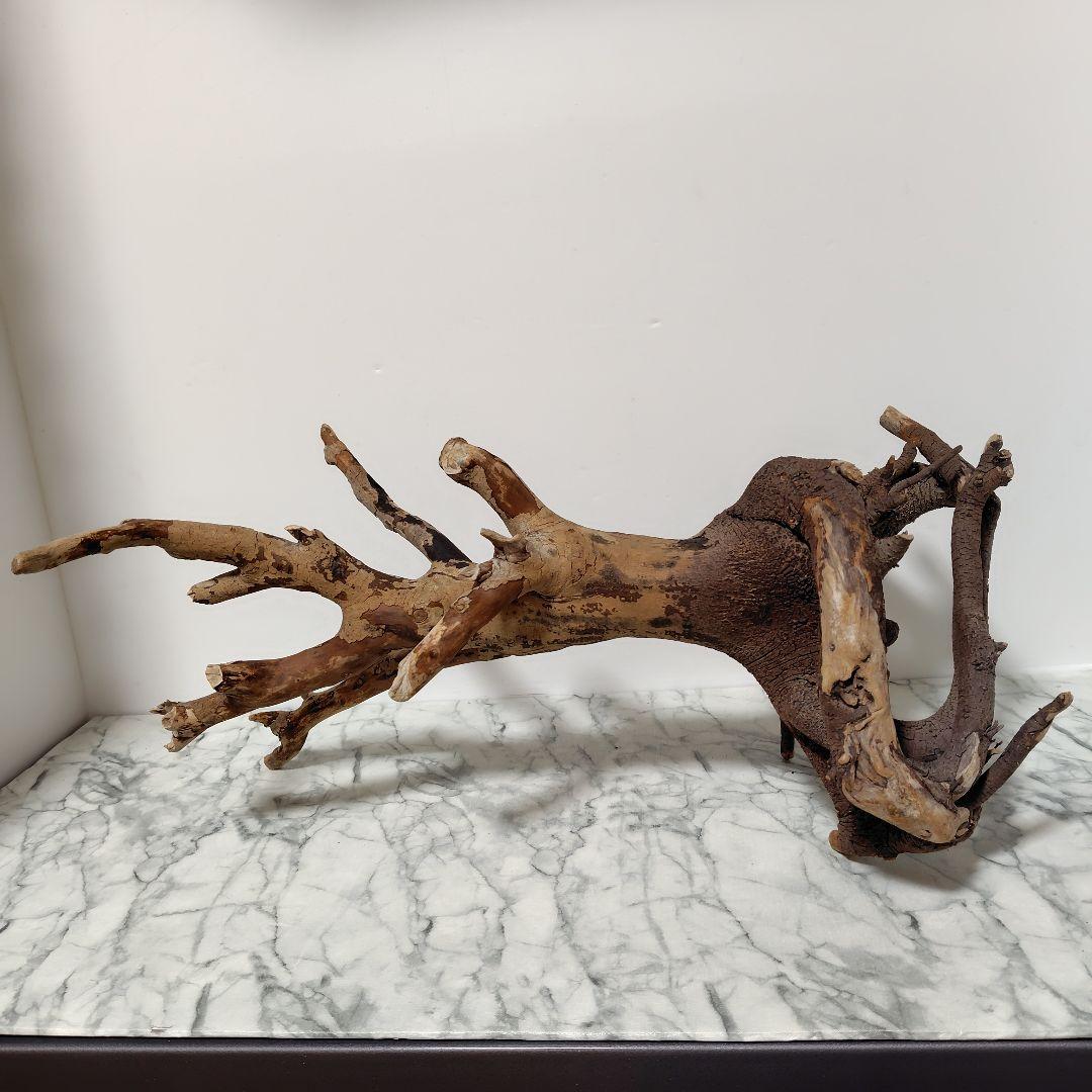 アク抜き済み流木【884】セール