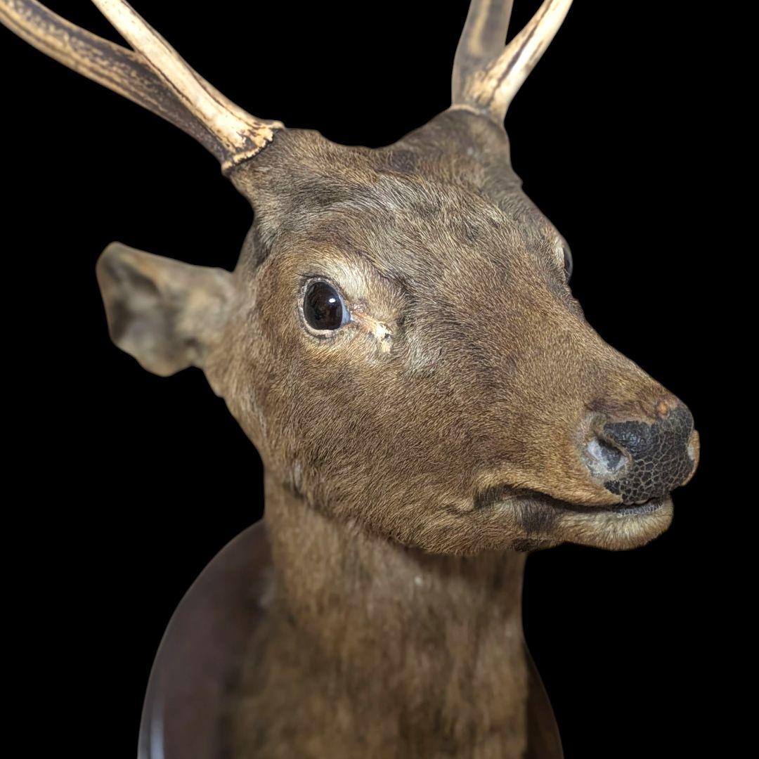 【希少・特大】オス鹿 剥製 ハンティングトロフィー 壁掛け装飾