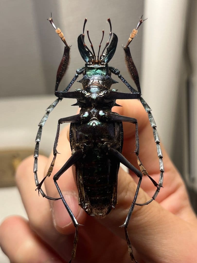 【極美青緑】ルリオニカミキリ ムラサキオニノコギリカミキリ　昆虫標本