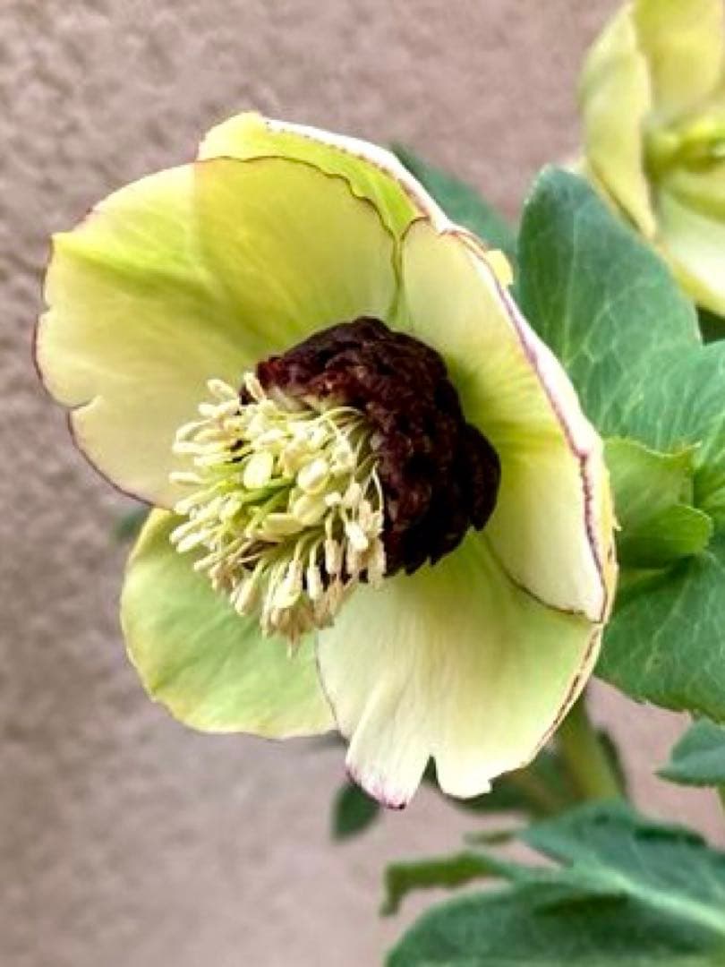 クリスマスローズ開花株 可愛いモーリー毱姫