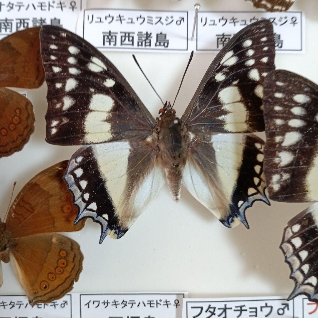 南西諸島の特産蝶47種＝希少フタオチョウ♂♀完品・コノハチョウを含む