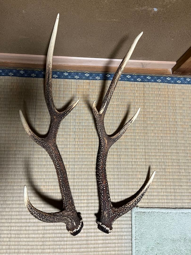 【超希少】鹿の角