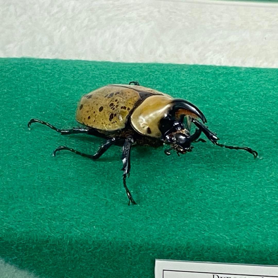 【ペア】ヒルスシロカブトのオブジェ（標本）