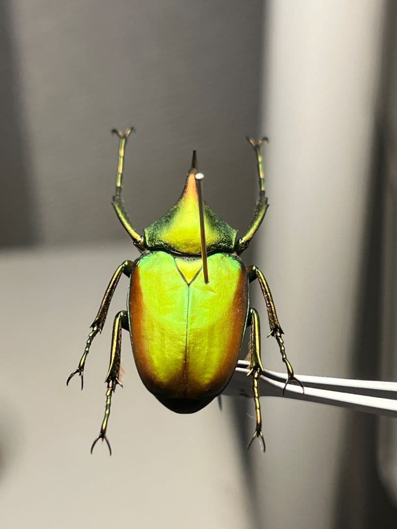 【30mm】ロドリゲスカブトハナムグリ コガネムシ プラチナコガネ カナブン