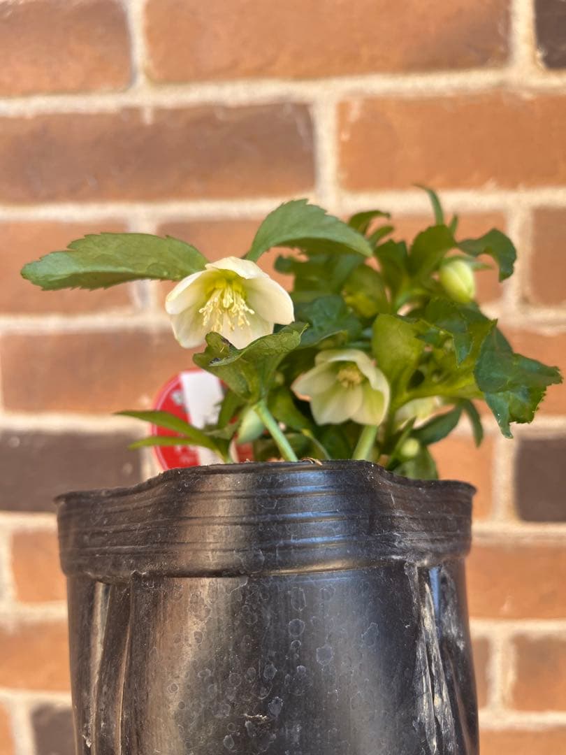 クリスマスローズ　横山園芸　ベビードール
