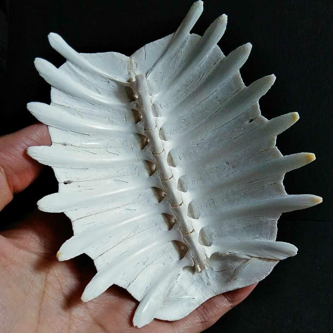 骨格　標本　カメ　スッポン