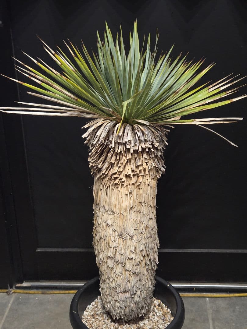 専用出品 リピ特割 ユッカロストラータ (ま)