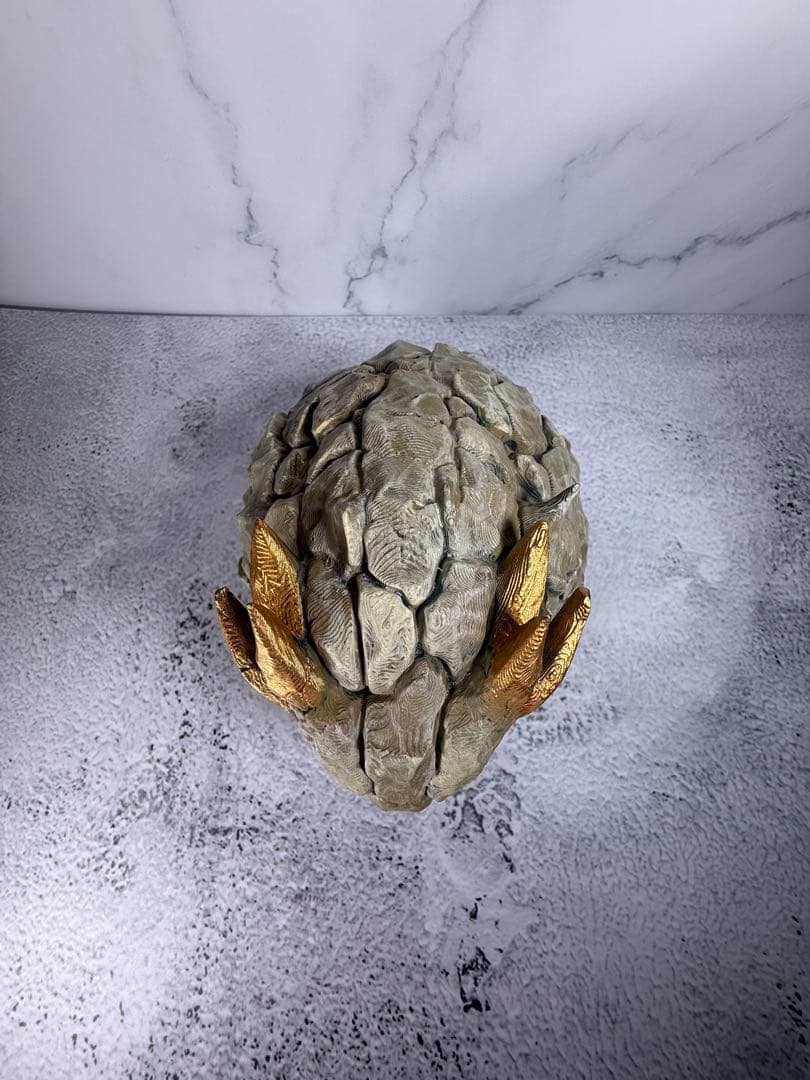 ディオスコレア亀甲竜　　亀甲龍