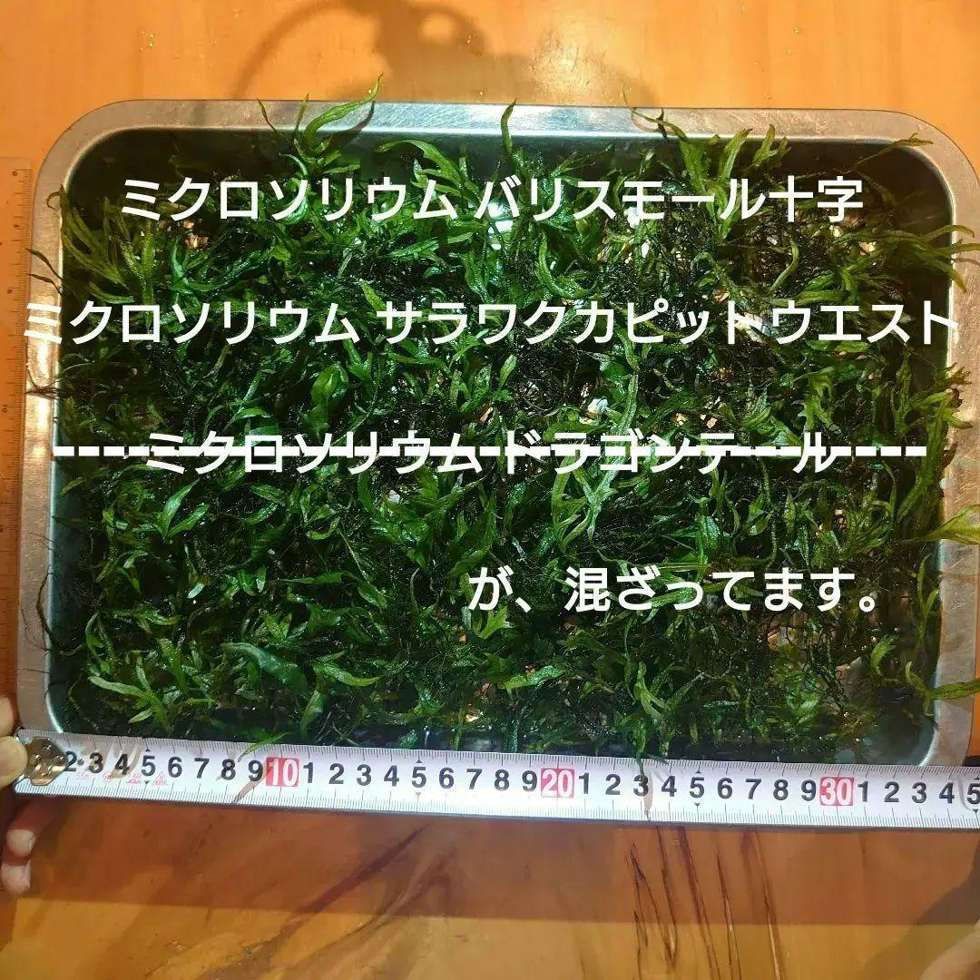 【大特価】ミクロソリウム 特大塊