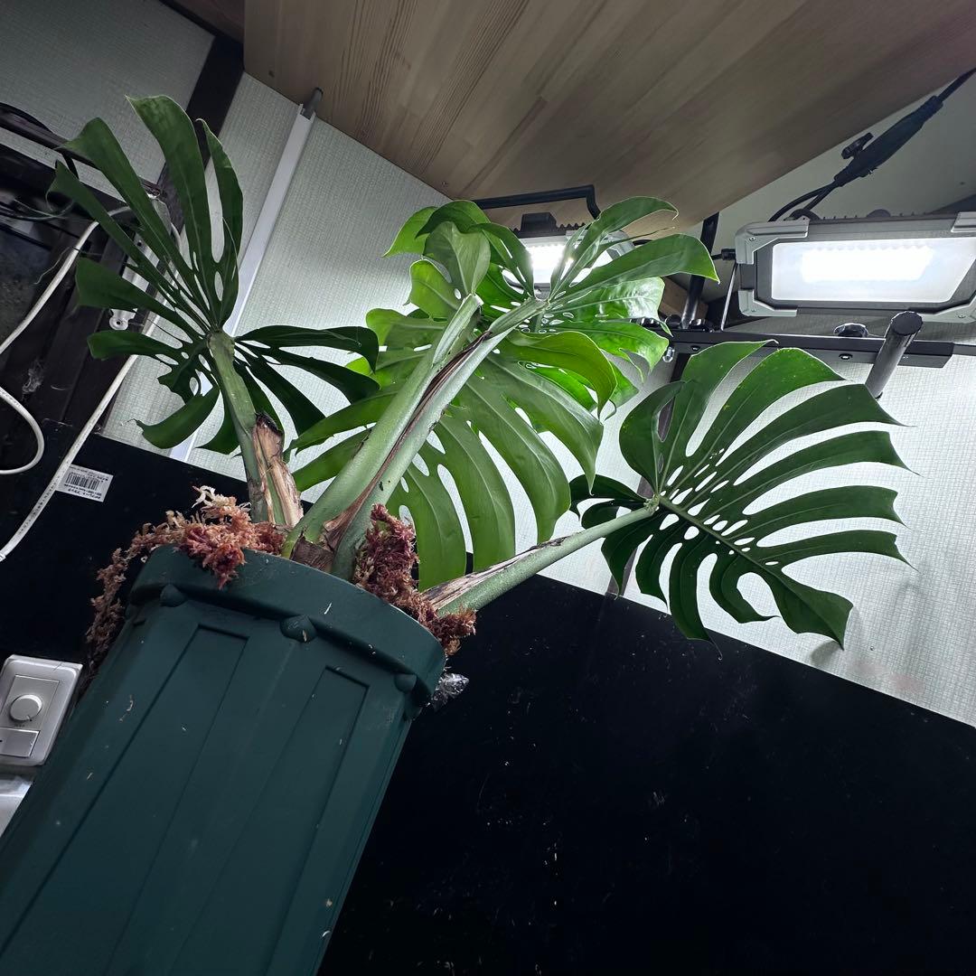 S*P様 モンステラデリシオーサマクロコズム超希少系統鉢植え75㎝