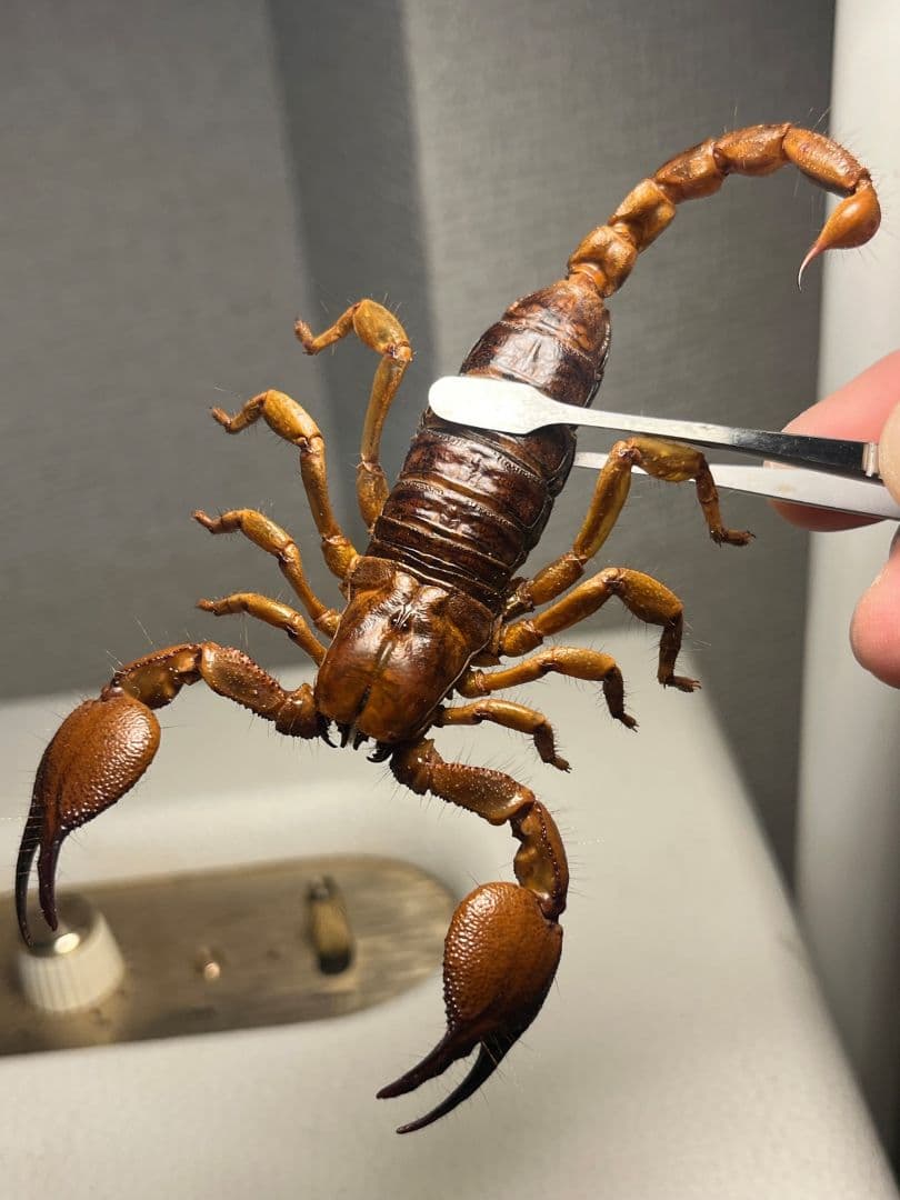 【極美標本】バロウィングスコーピオンの一種？Opistophthalmusサソリ