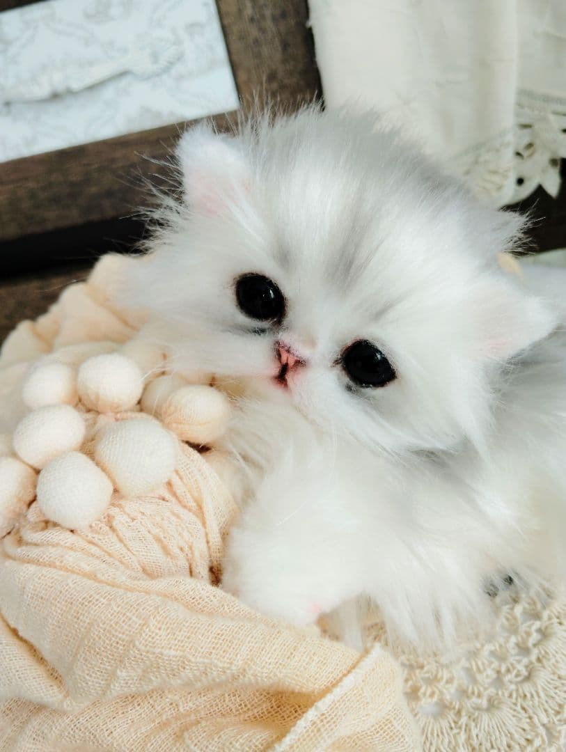 チンチラシルバー♡子猫のくるみちゃん♡アートドール♡ぬいぐるみ♡