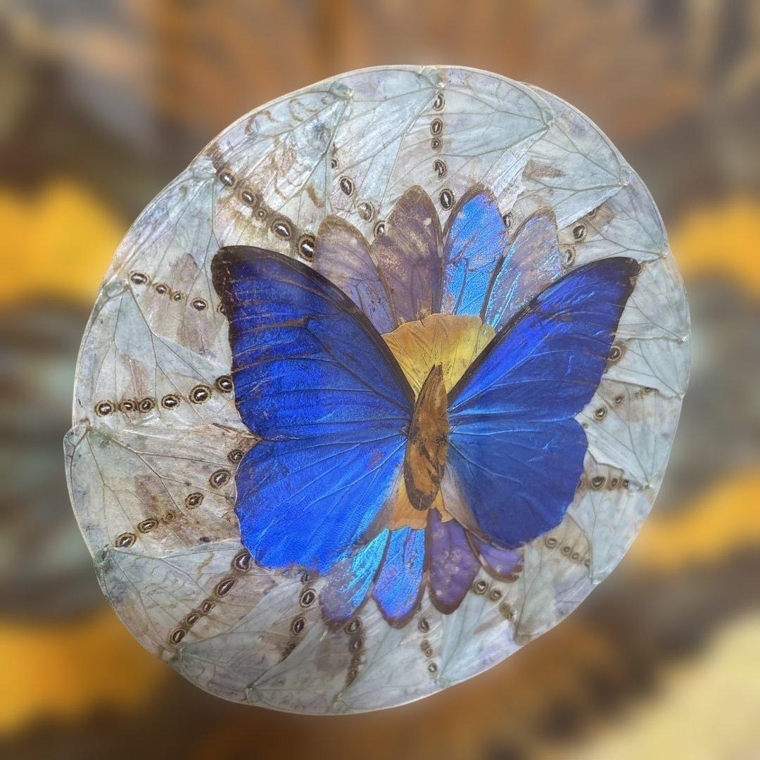 モルフォ蝶　標本　アート作品　額縁付き