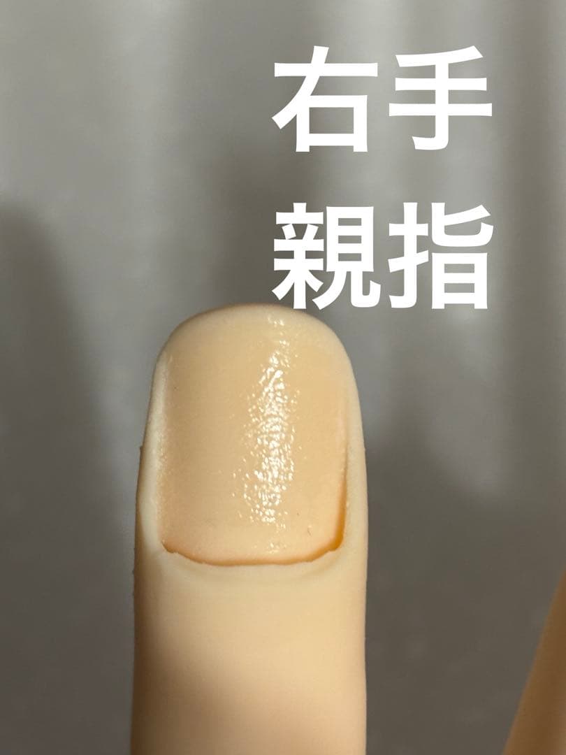 STモデルハンド右手&左手 ネイリスト技能検定試験用 JNEC認定モデルハンド