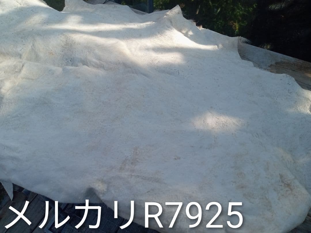 天然日本鹿　夏毛　毛皮