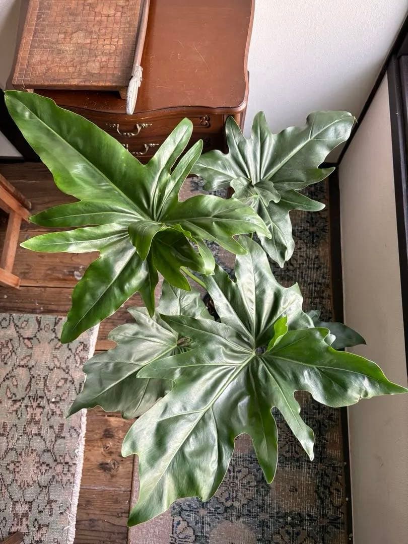 フィロデンドロン ソノラ 5号鉢