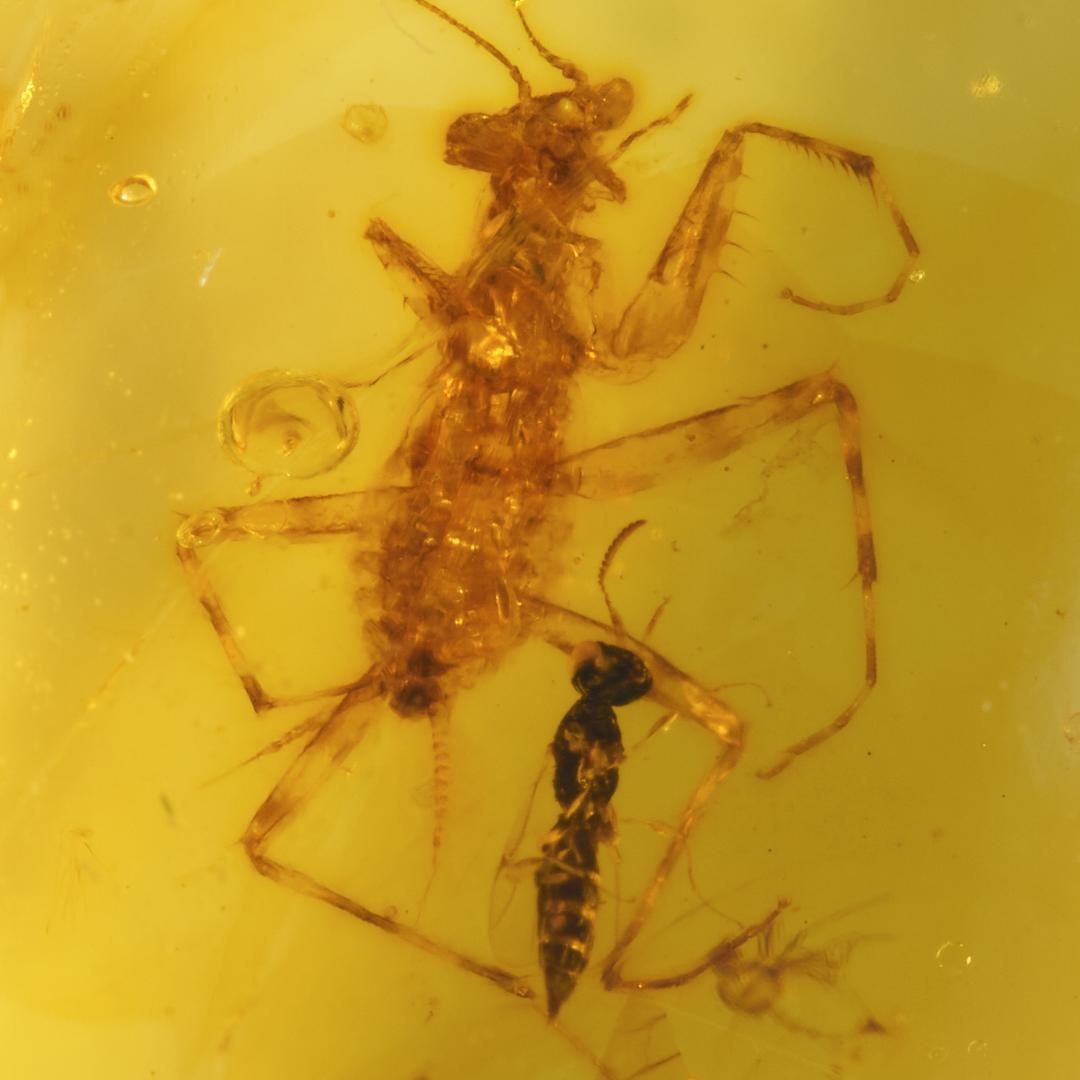 レア極上品 PA154虫入り琥珀化石　ミャンマーカムティかタナイ9900万年前