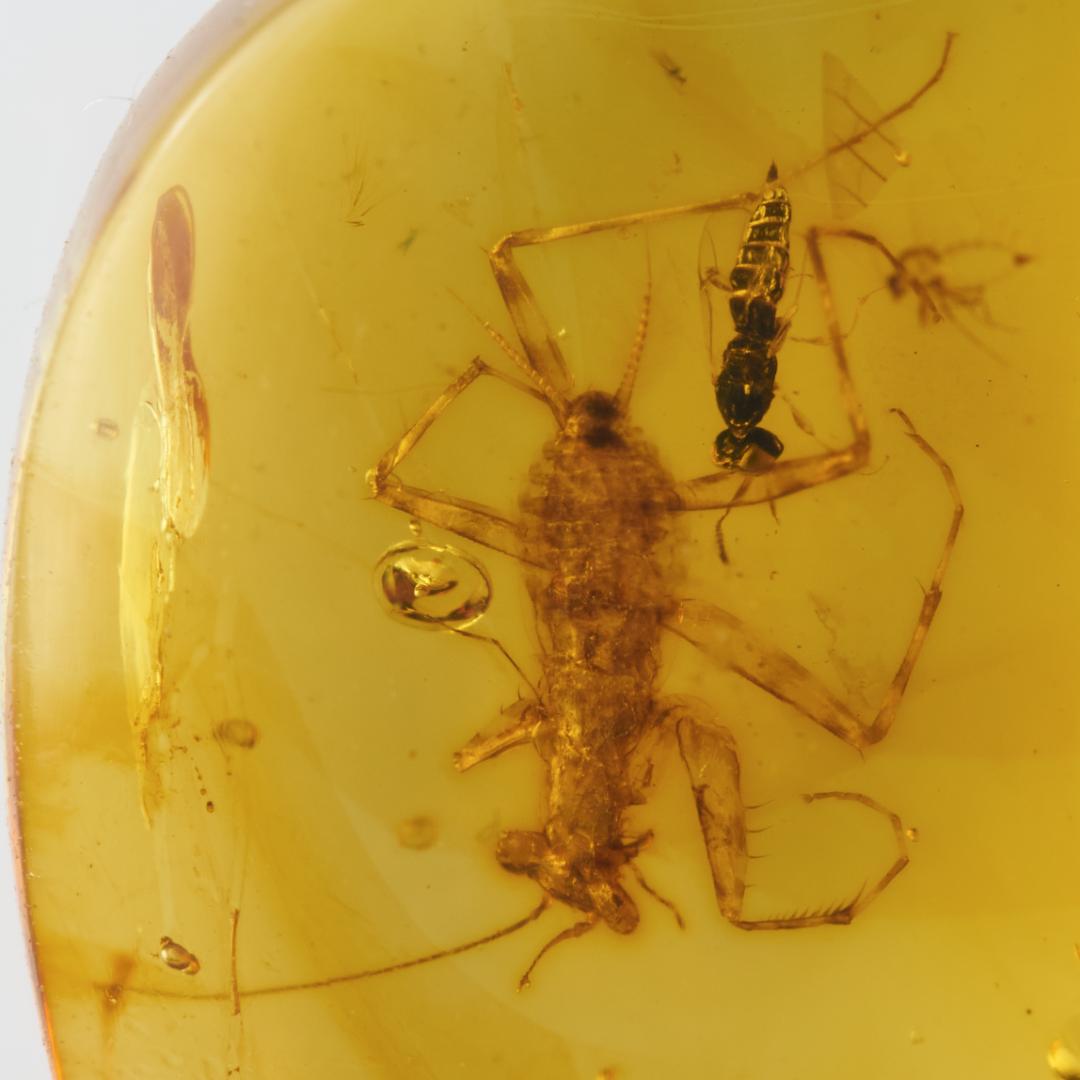 レア極上品 PA154虫入り琥珀化石　ミャンマーカムティかタナイ9900万年前