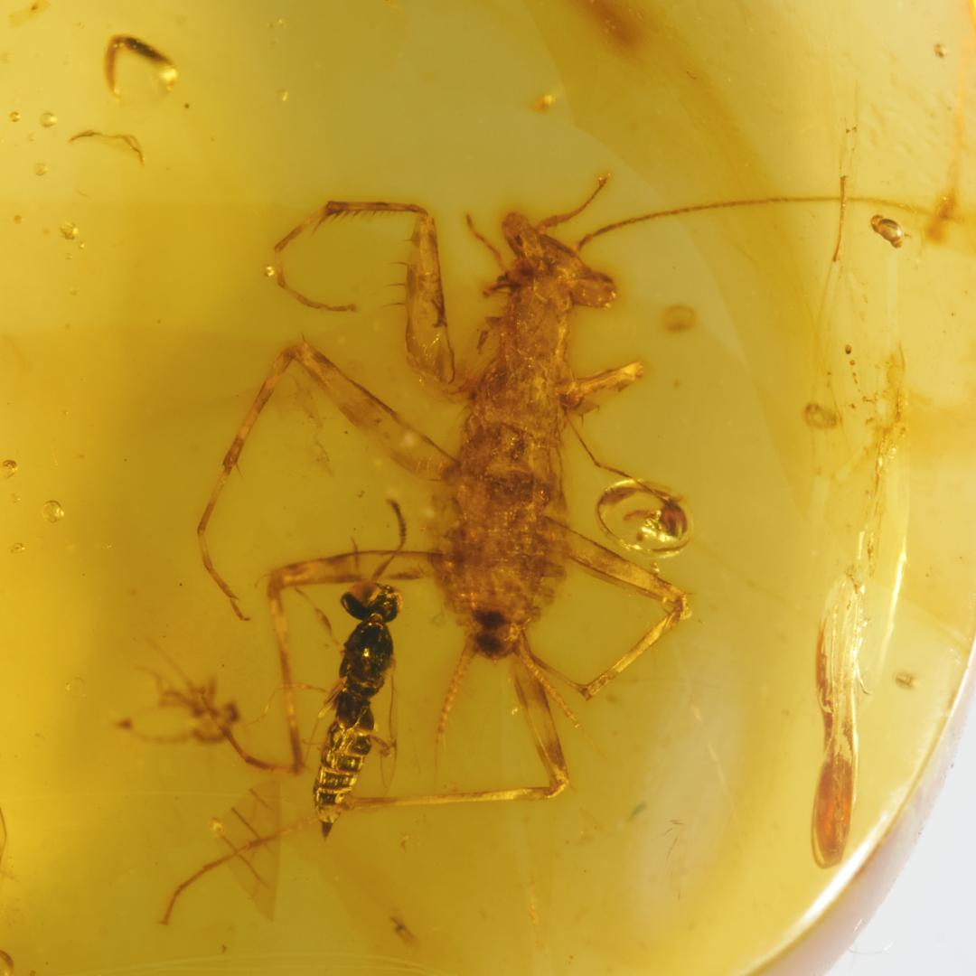 レア極上品 PA154虫入り琥珀化石　ミャンマーカムティかタナイ9900万年前