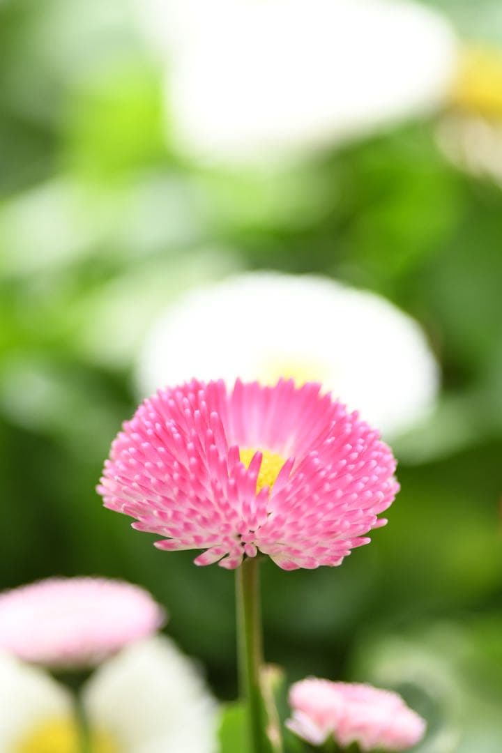 Nikon D7500 レンズセット