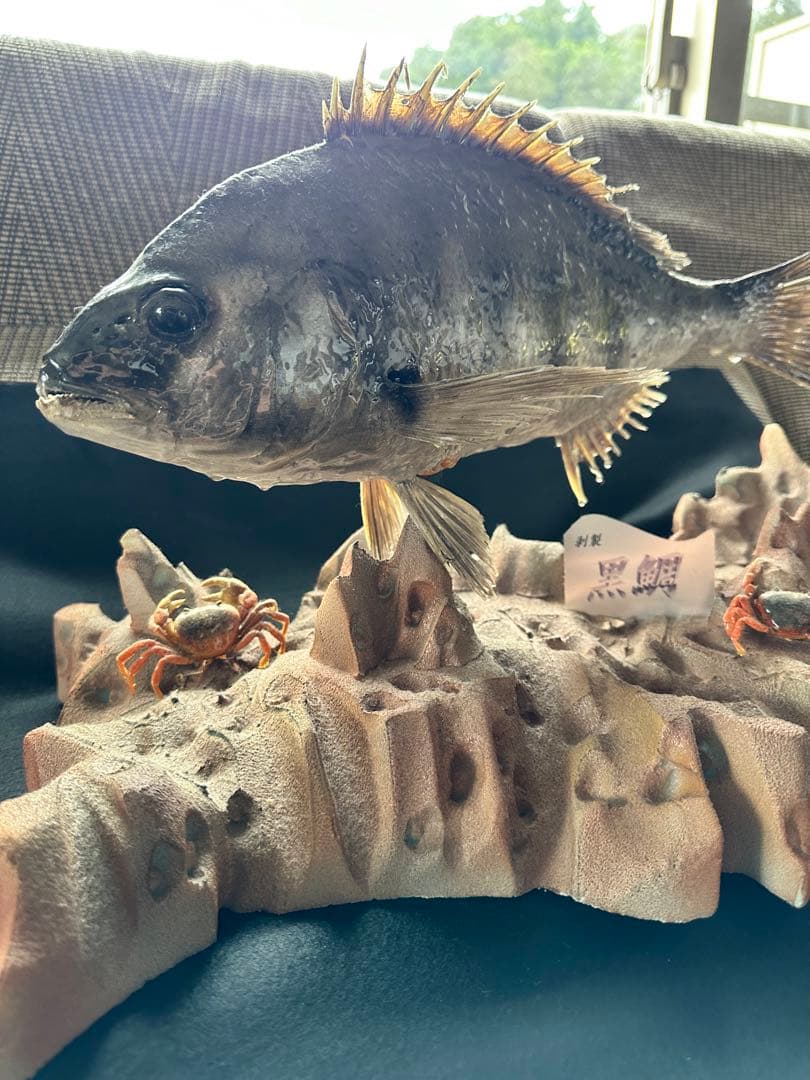 【激レア・適品】チヌ（黒鯛）剥製