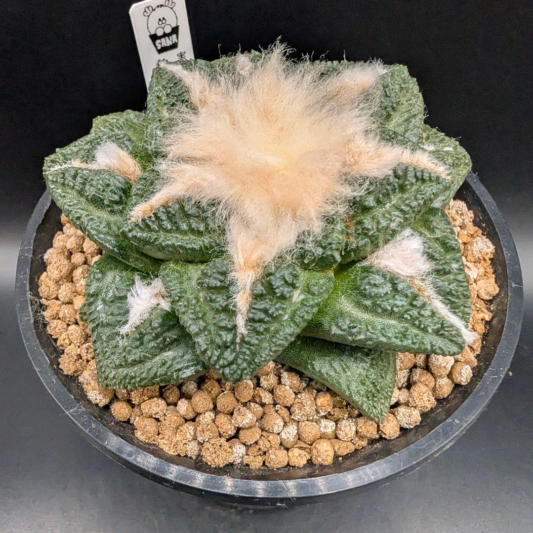 み*ん様 亀甲牡丹 国内実生 鉢植え メルカリ便送料込み