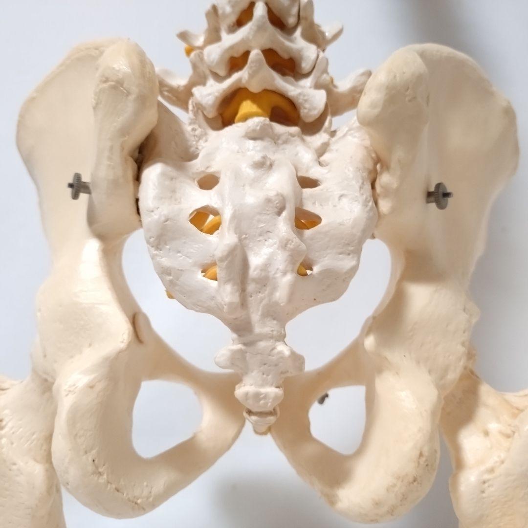 3B Scientific　人体模型　脊柱・脊椎骨　脊柱可動型モデル　骨格標本