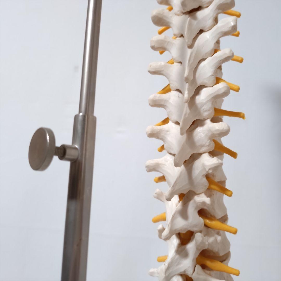 3B Scientific　人体模型　脊柱・脊椎骨　脊柱可動型モデル　骨格標本