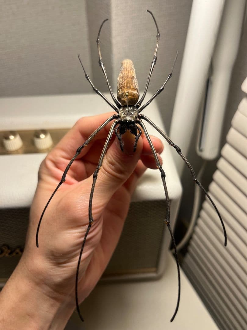 【日本蜘蛛最大種】オオジョロウグモ？ 女郎蜘蛛カマキリタランチュラスパイダー標本